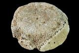 Fossil Hadrosaur Vertebra - Alberta (Disposition #-) #143283-1